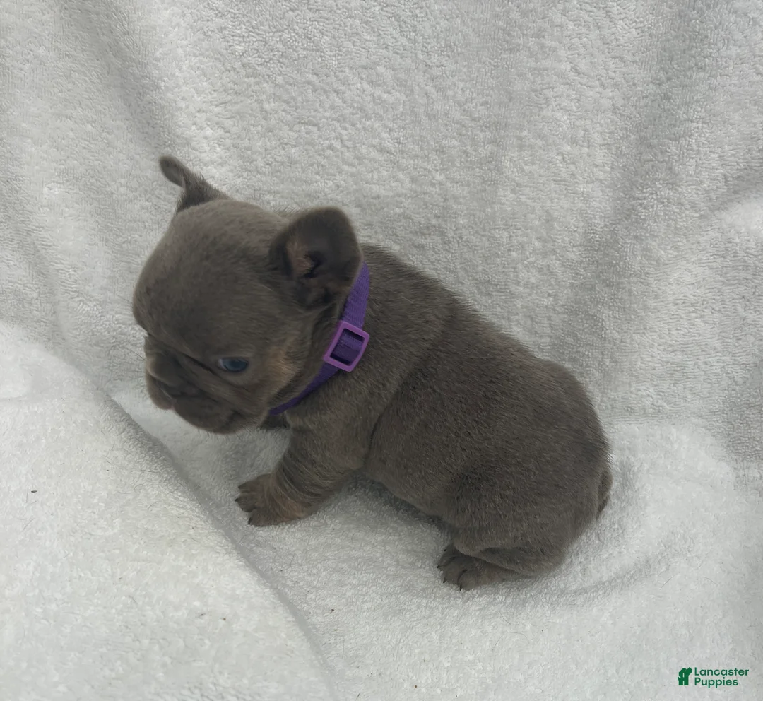 French Bulldog dogs for sale: French Bulldog - Fawn/Blue - Ad 2