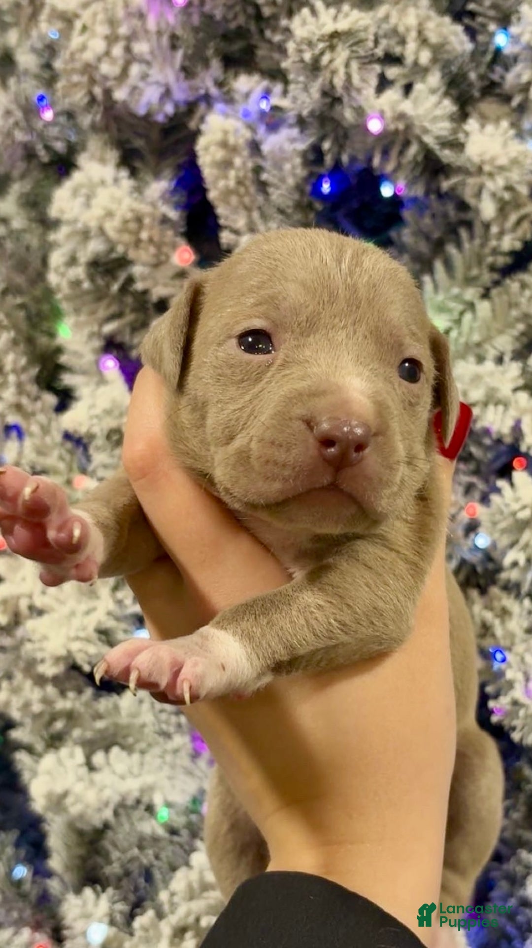 Mixed Breed dogs for sale: Elsa - Ad 1