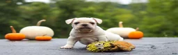 French Bulldog dogs for sale: Sampson - Ad 7