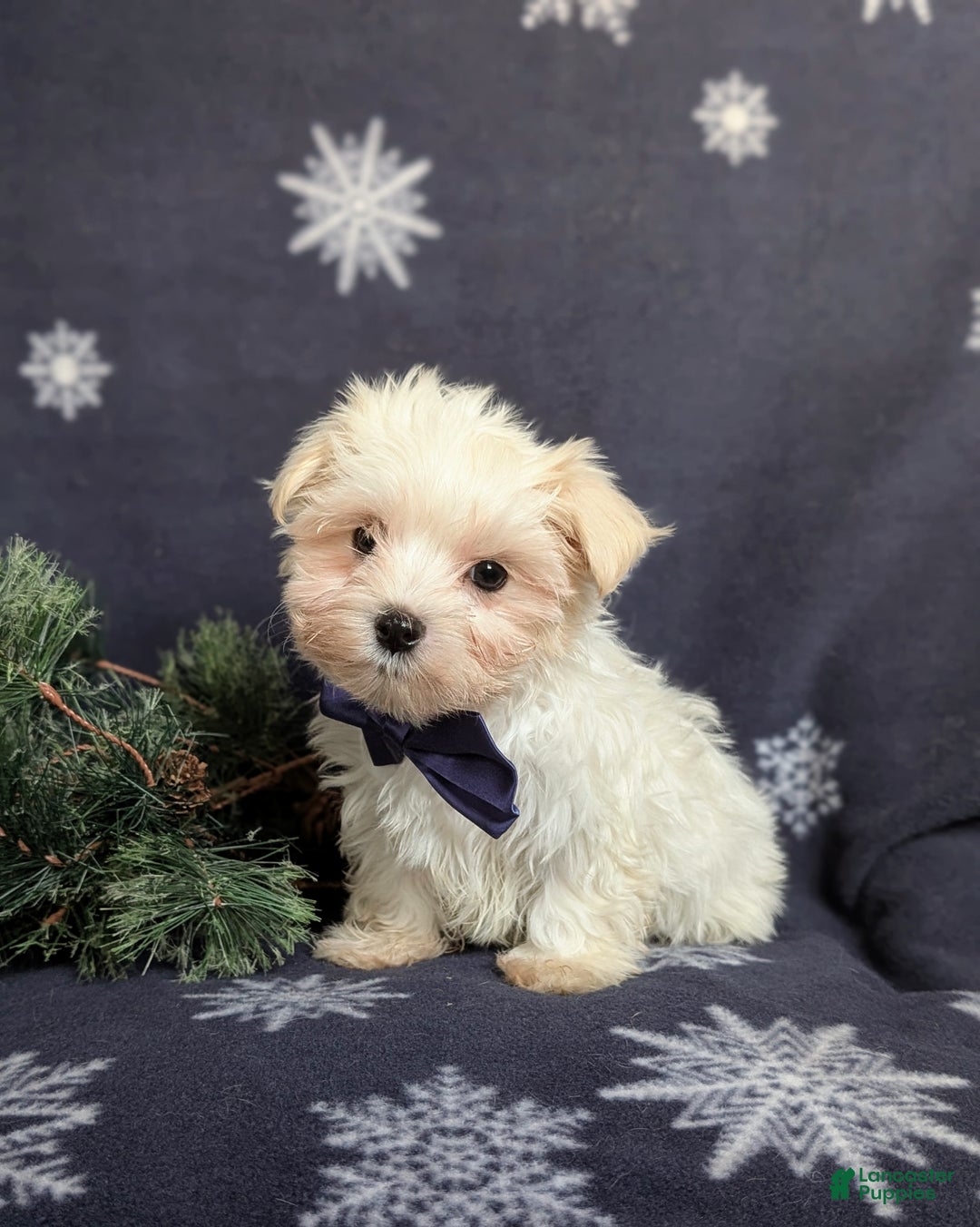 Maltese dogs for sale: Augustus 7 lbs Full Grown - Ad 5