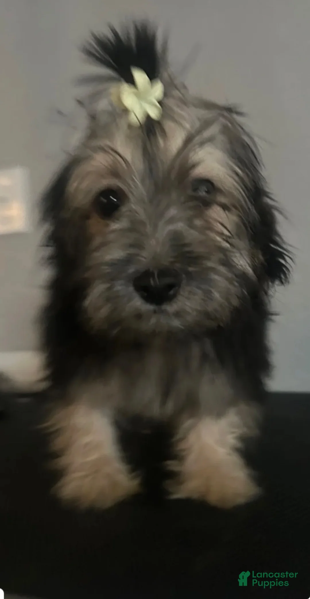 Mixed Breed dogs for sale: Mixed Breed 1 - Ad 2