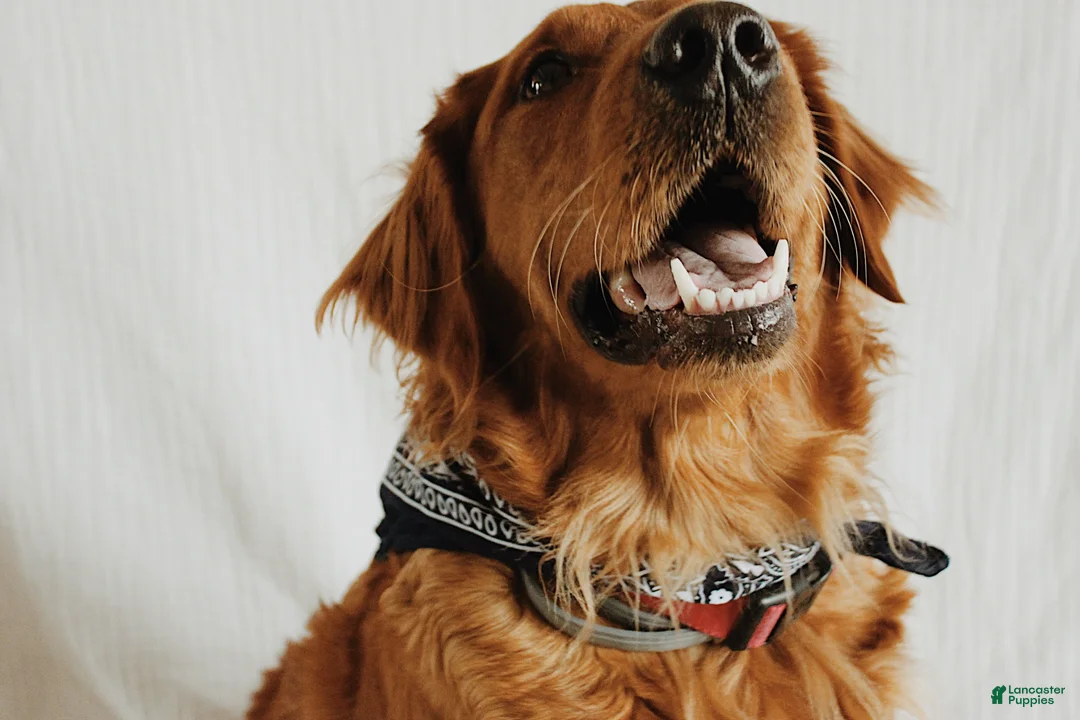 Golden Retriever dogs for sale: Peaches  - Ad 4