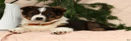 Australian Shepherd dogs for sale: Luna - Ad 7