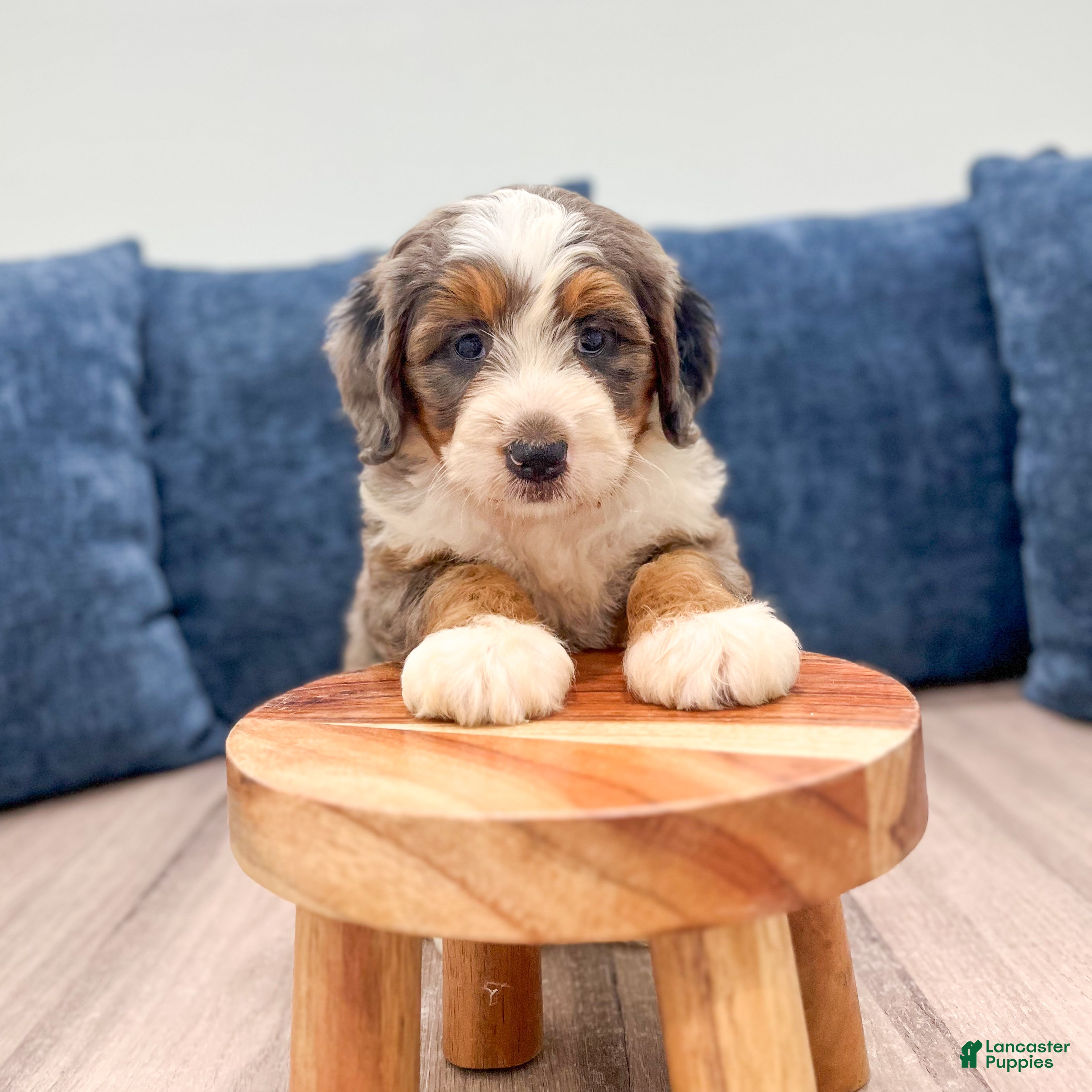Mini Bernedoodle dogs Ruby - Ad 2