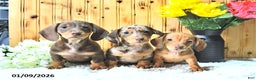 Miniature Dachshund dogs for sale: Sparky - Ad 5