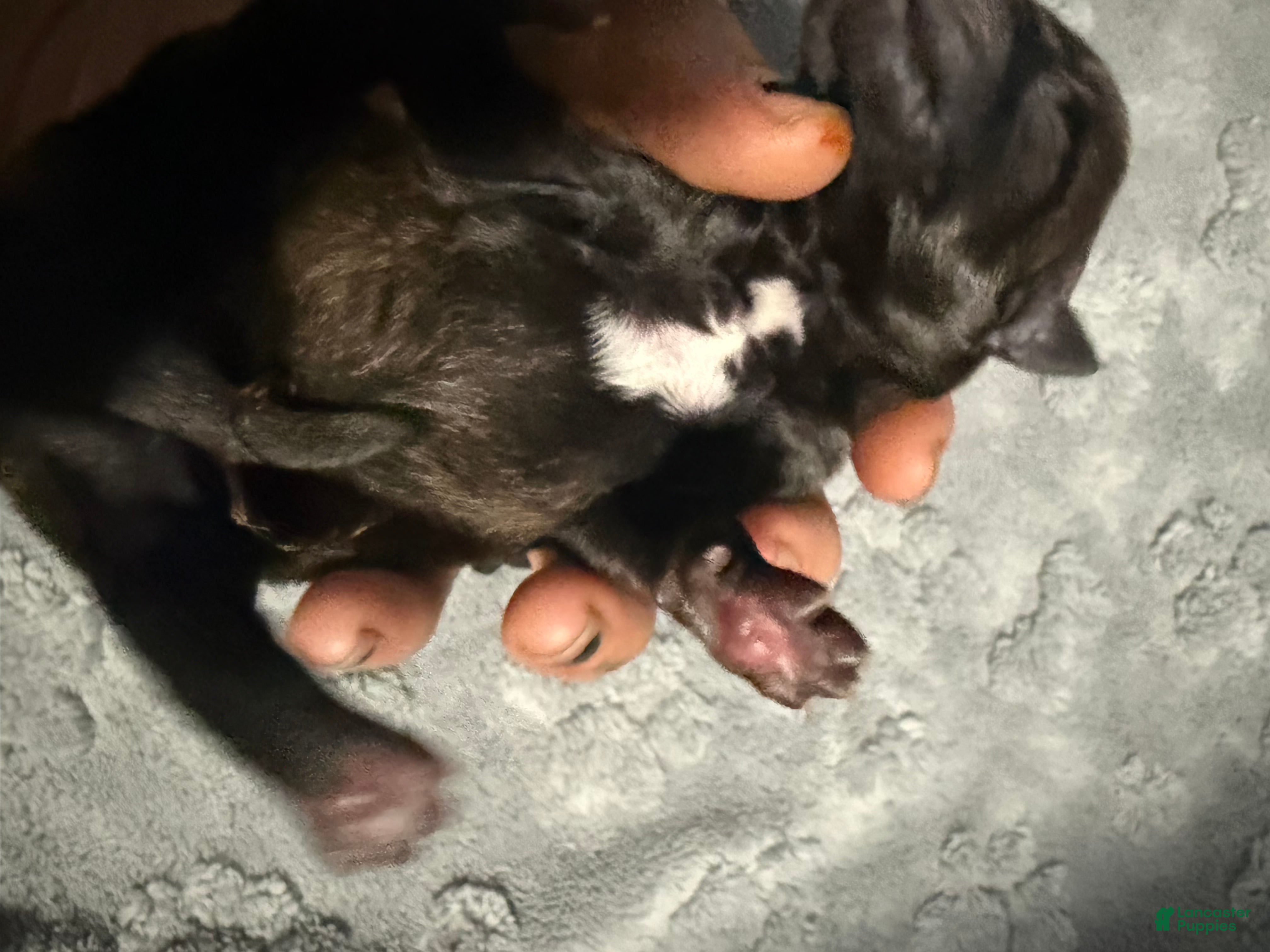 Belgian Malinois dogs for sale: Black Collar - Ad 2