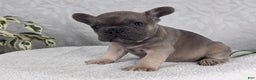French Bulldog dogs for sale: Sam - Ad 3