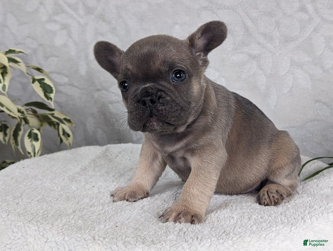French Bulldog dogs for sale: Sam - Ad 3