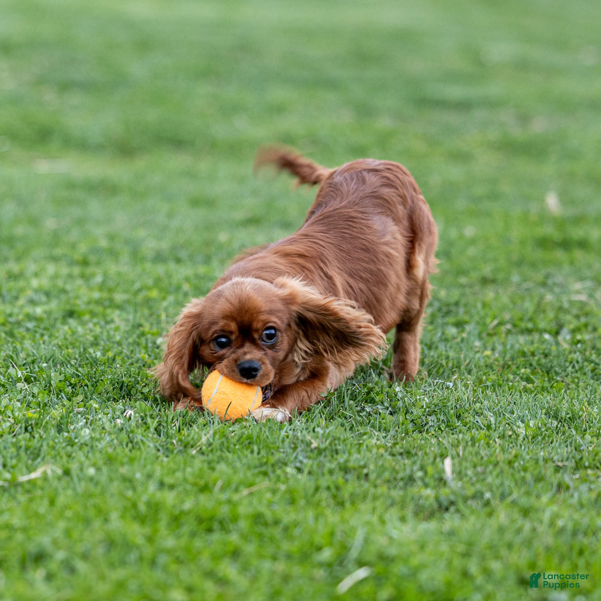 Cavalier King Charles Spaniel dogs Archer - Ad 2