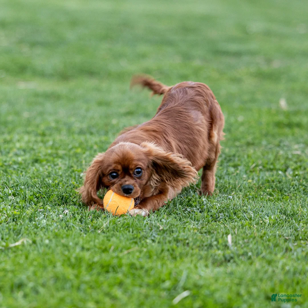 Cavalier King Charles Spaniel dogs for sale: Archer - Ad 2