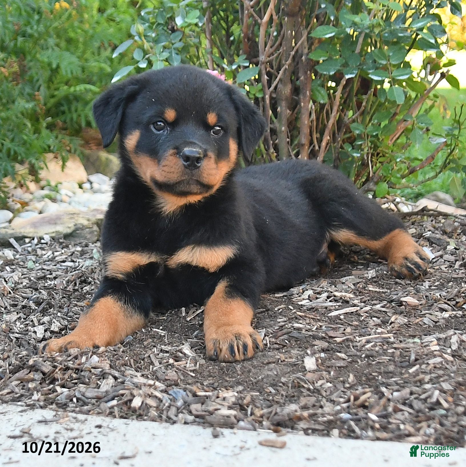 Rottweiler dogs Theo - Ad 2