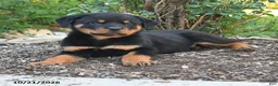 Rottweiler dogs for sale: Theo - Ad 2