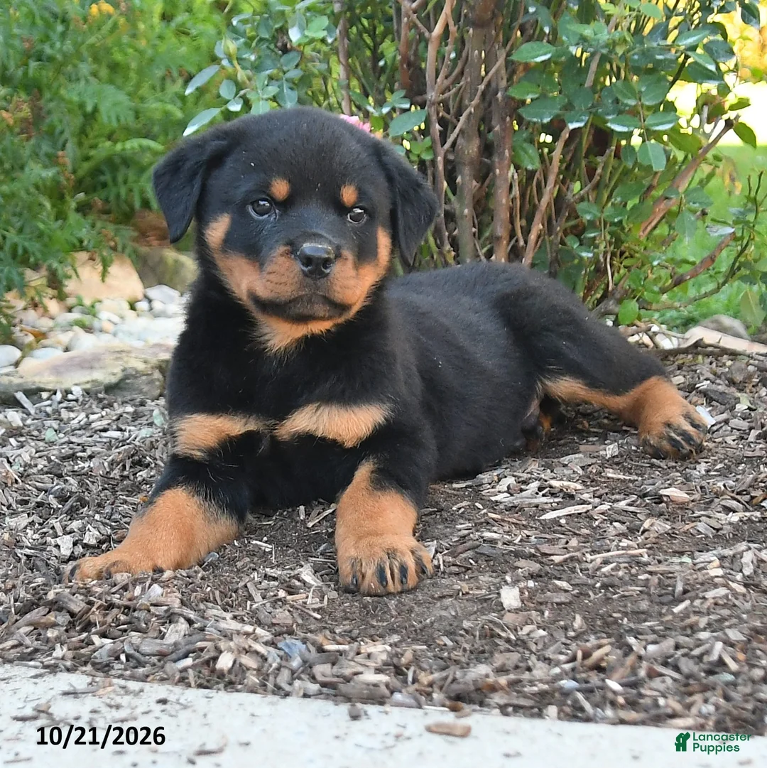 Rottweiler dogs for sale: Theo - Ad 2