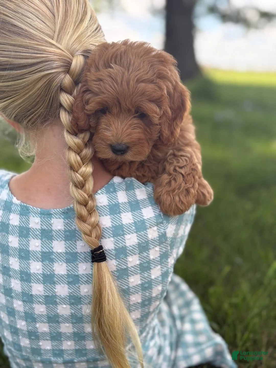 Cavapoo dogs for sale: Tulip - Ad 5