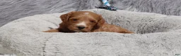 Mini Goldendoodle dogs for sale: Manny 💙 GenClearParents - Ad 10