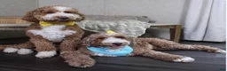 Goldendoodle dogs for sale: Grumpy - Ad 7