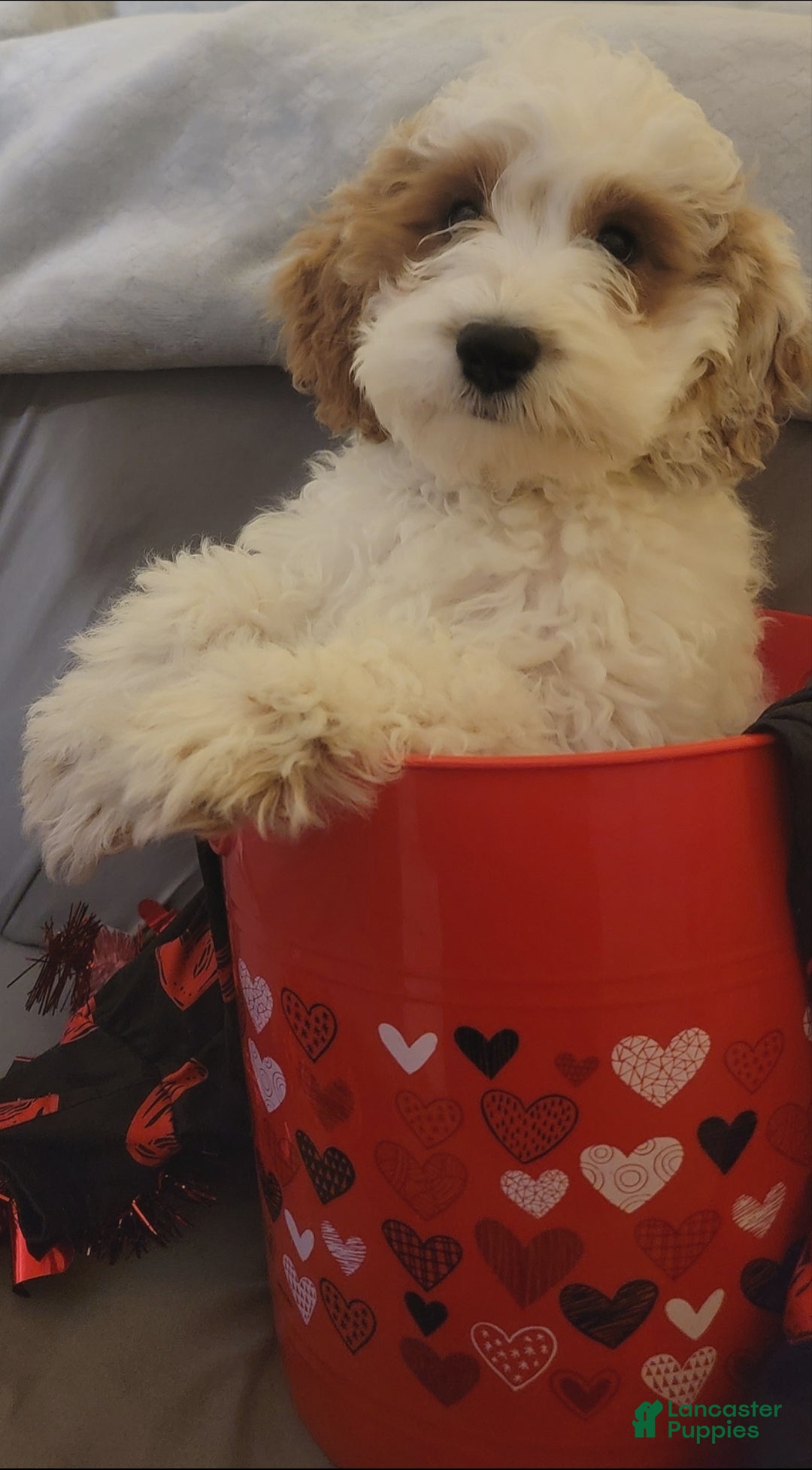 Cockapoo dogs Diego  - Ad 7