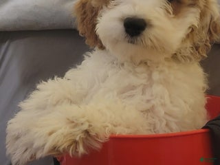 Cockapoo dogs Diego - Ad 15