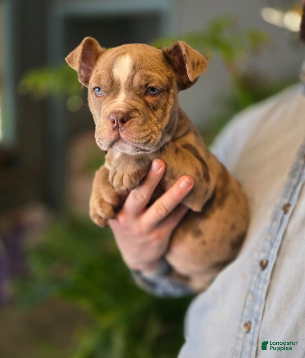 American Bully dogs Lucy - Ad 1