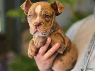 American Bully dogs Lucy - Ad 1