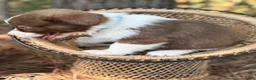 Mixed Breed dogs for sale: Teal collar  - Ad 8