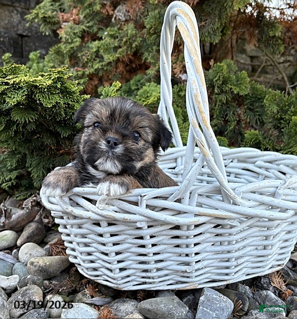 Shorkie dogs Mia  - Ad 2