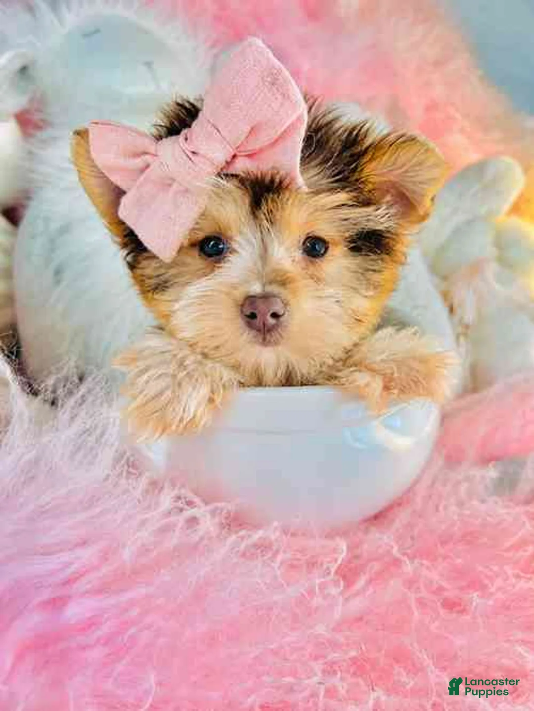 Yorkshire Terrier dogs for sale: Chocolate Biewer Yorkshire Terrier 1 - Ad 1