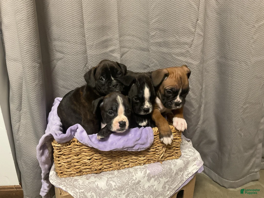Boxer dogs for sale: 🌷 TULIP - Ad 4