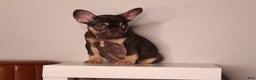 French Bulldog dogs for sale: Suzzie  - Ad 4