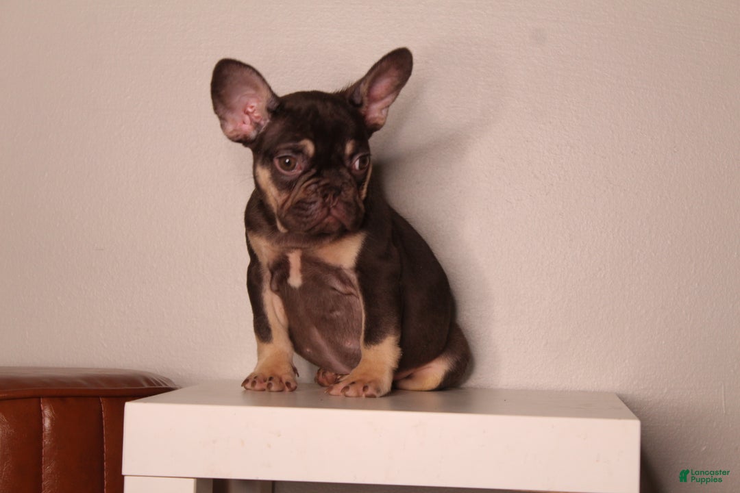 French Bulldog dogs for sale: Suzzie  - Ad 4