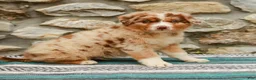 Australian Shepherd dogs for sale: Max - Ad 3