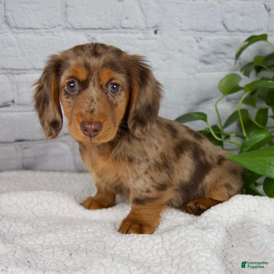 Miniature Dachshund dogs for sale: Mia - Ad 1