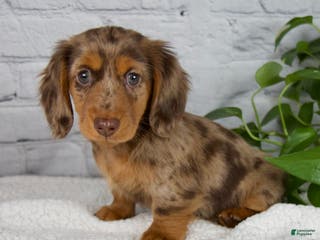 Miniature Dachshund dogs Mia - Ad 19