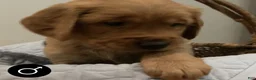 Golden Retriever dogs for sale: Golden Retriever 2 - Ad 3
