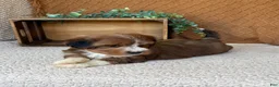 Havanese dogs for sale: Sheldon  - Ad 3