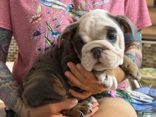 English Bulldog dogs English Bulldog Puppy 3 - Ad 4