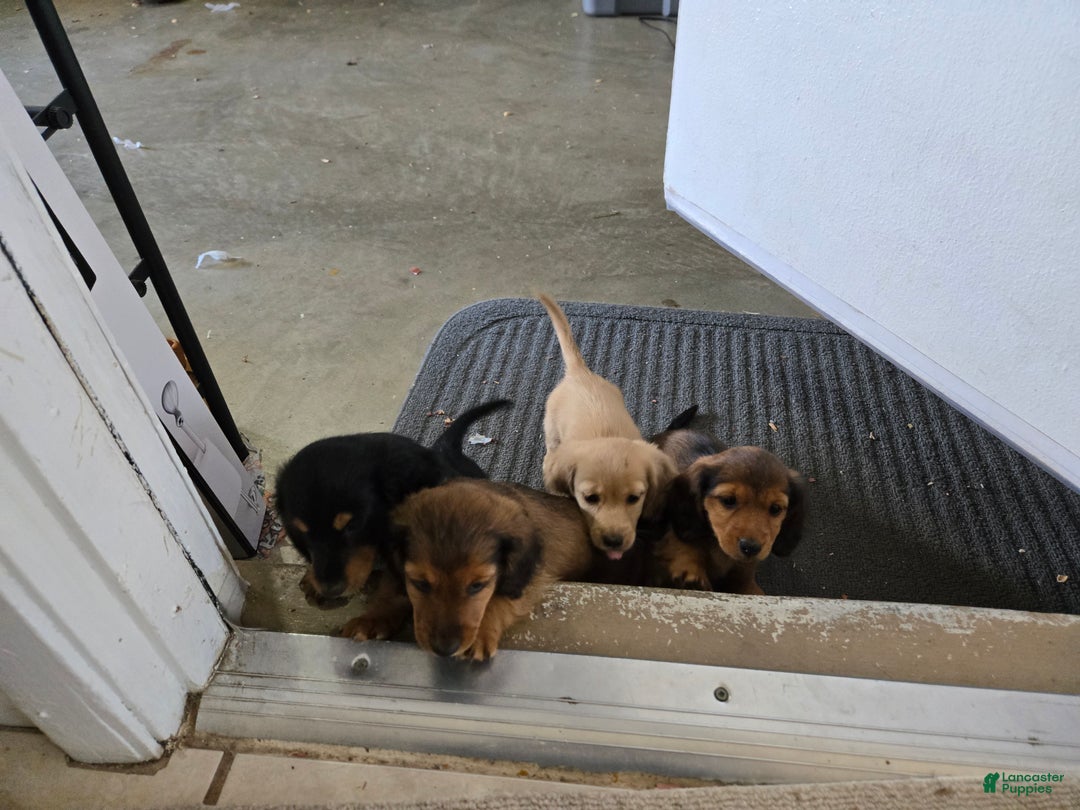 Miniature Dachshund dogs for sale: Blondie is a lil over 8 weeks and ready to go  - Ad 11