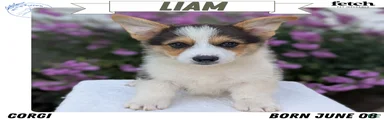 Liam 