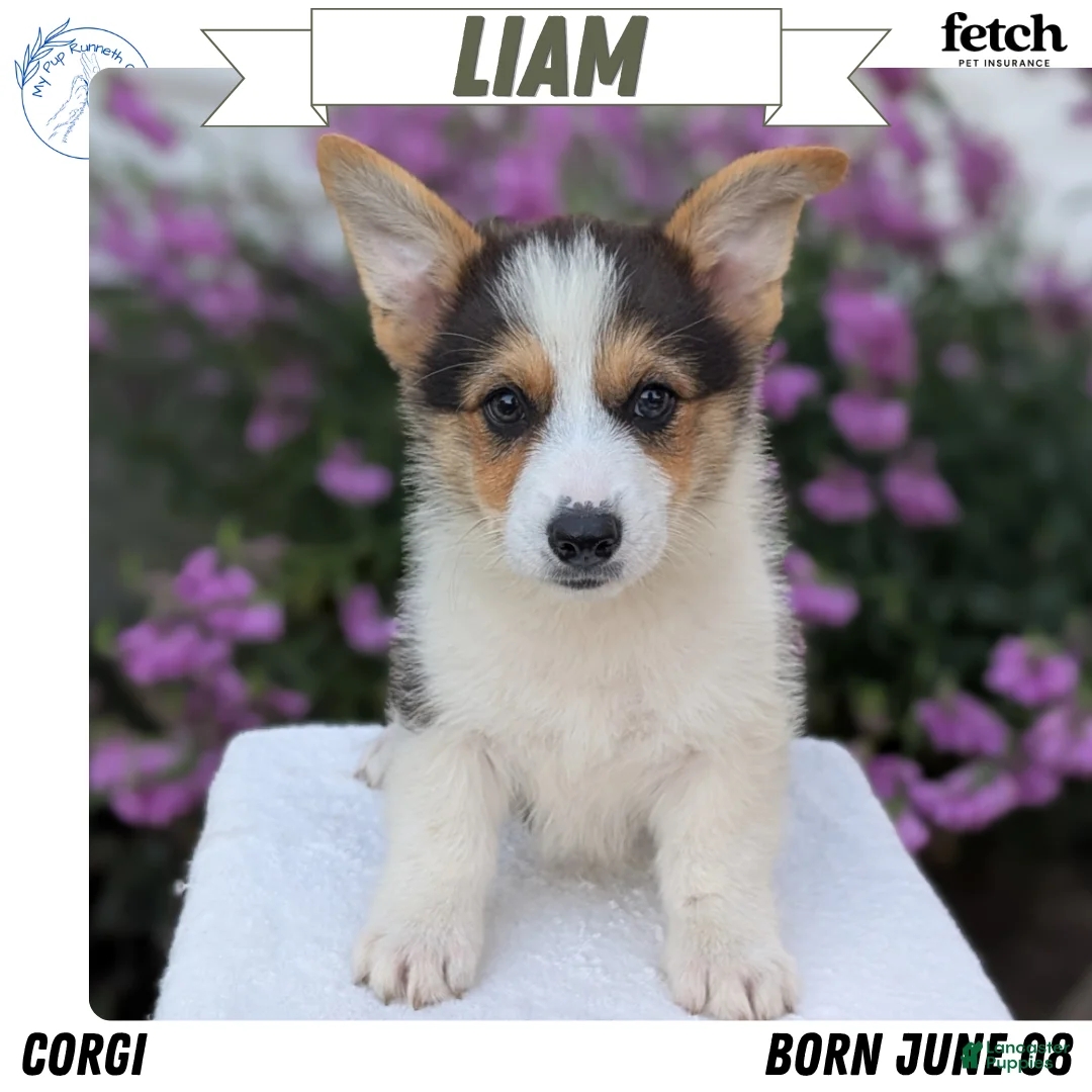 Welsh Corgi Pembroke dogs for sale: Liam  - Ad 1