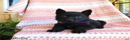 German Shepherd dogs for sale: Melody - Ad 2