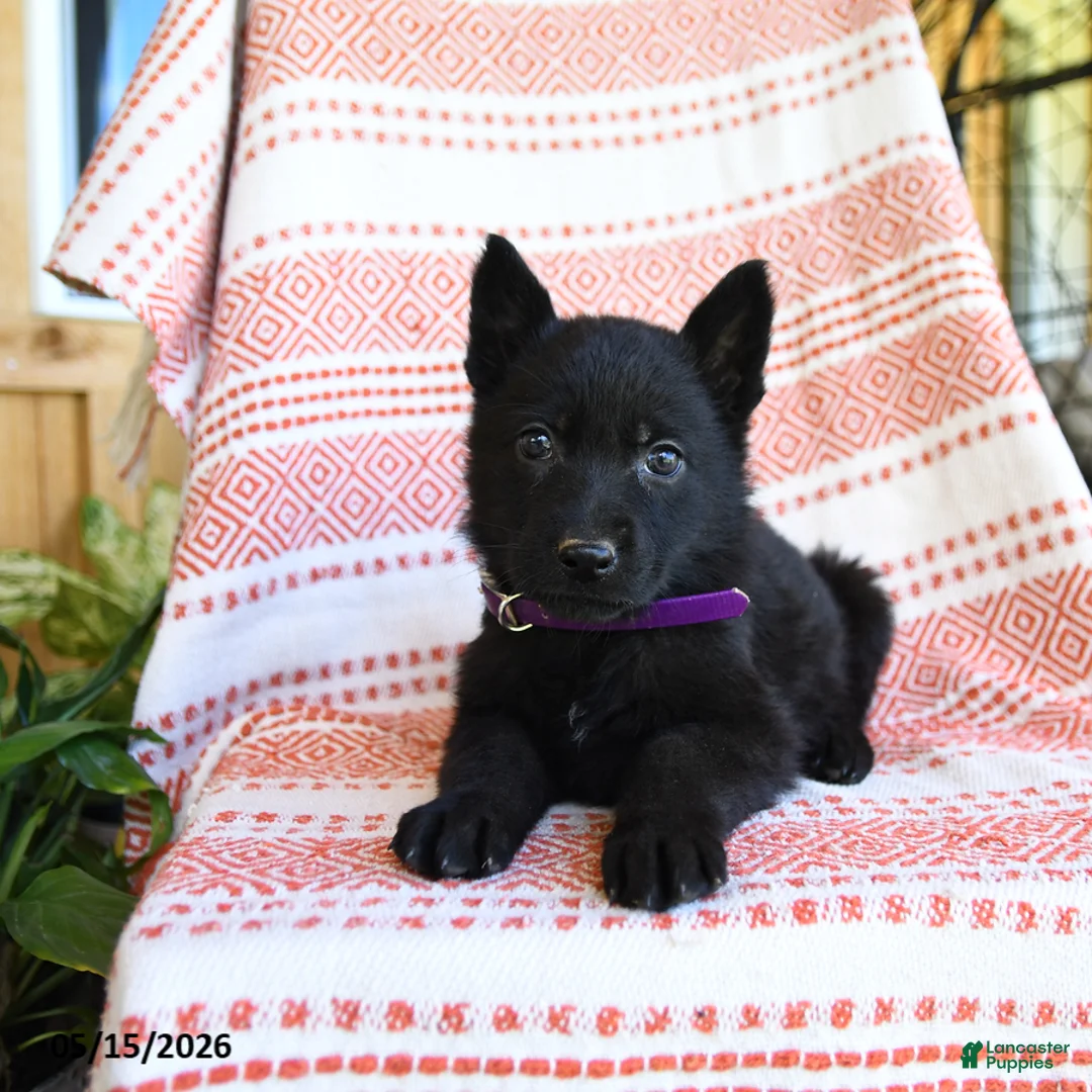 German Shepherd dogs for sale: Melody - Ad 2
