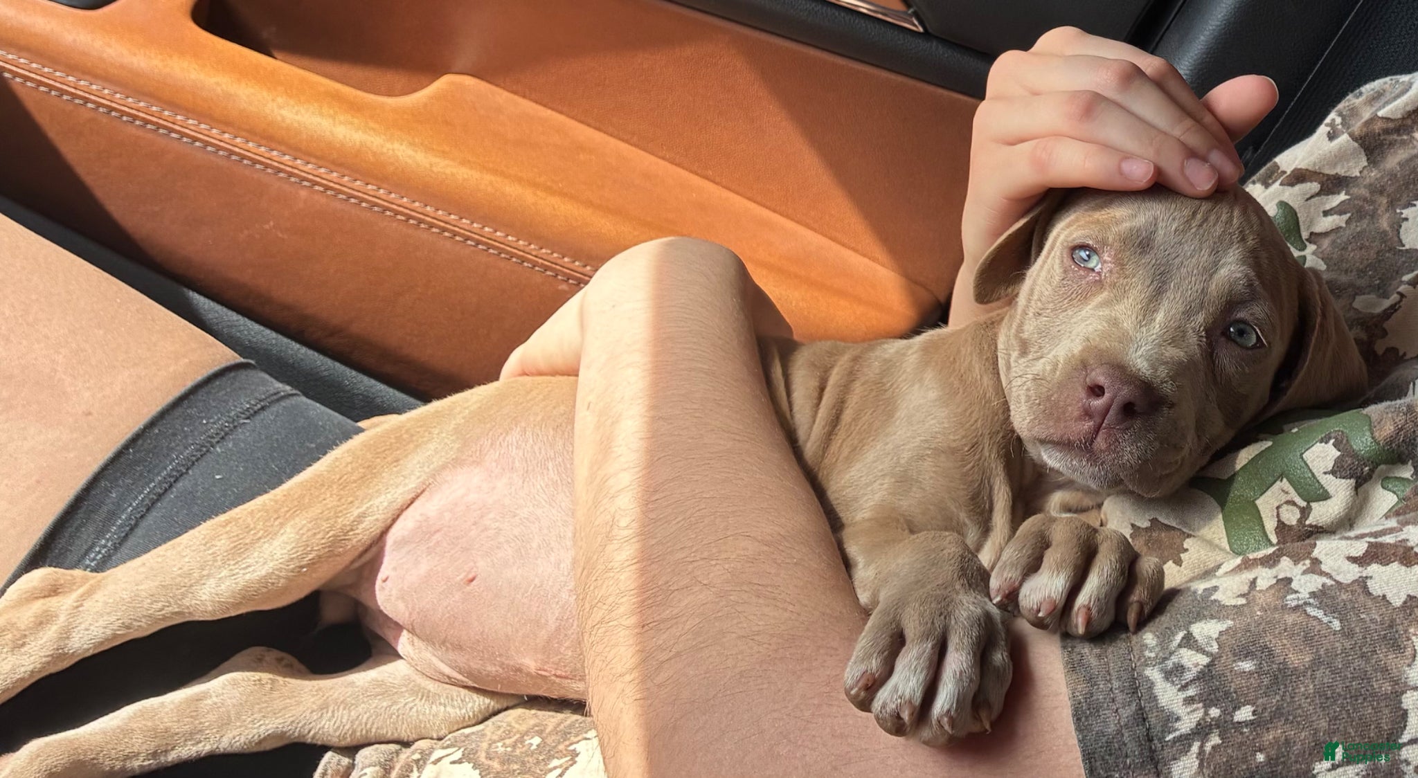 American Pit Bull Terrier dogs American Pit Bull Terrier Puppy 1 - Ad 7