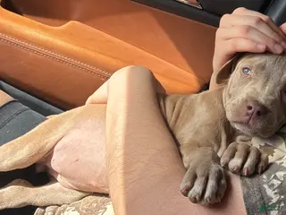 American Pit Bull Terrier dogs American Pit Bull Terrier Puppy 1 - Ad 7