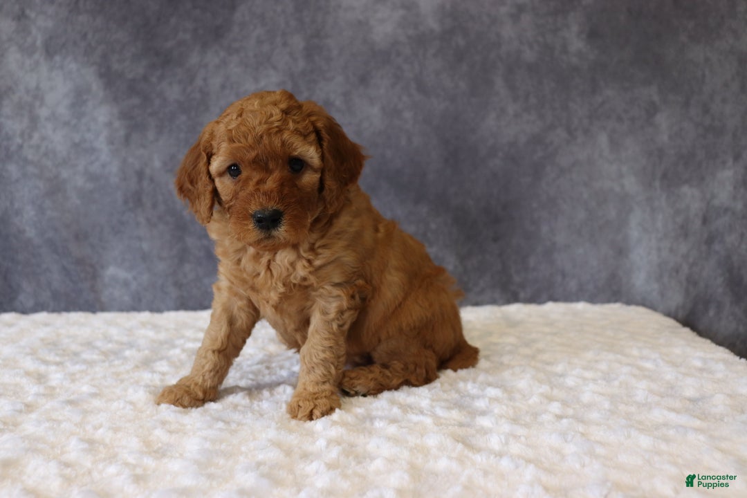 Mini Goldendoodle dogs for sale: Molly - Ad 2