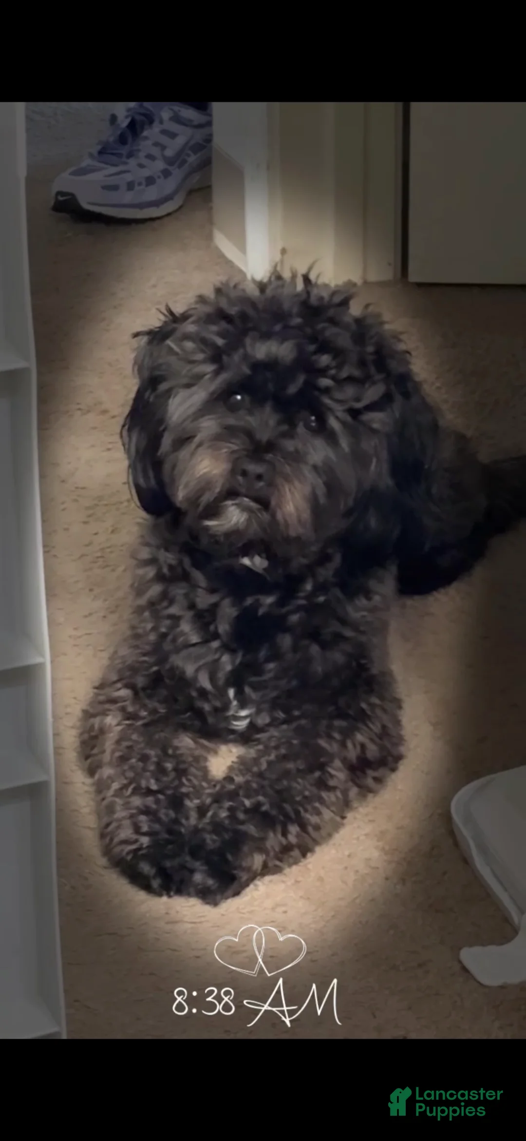 Shihpoo dogs for stud: Shihpoo  - Ad 1