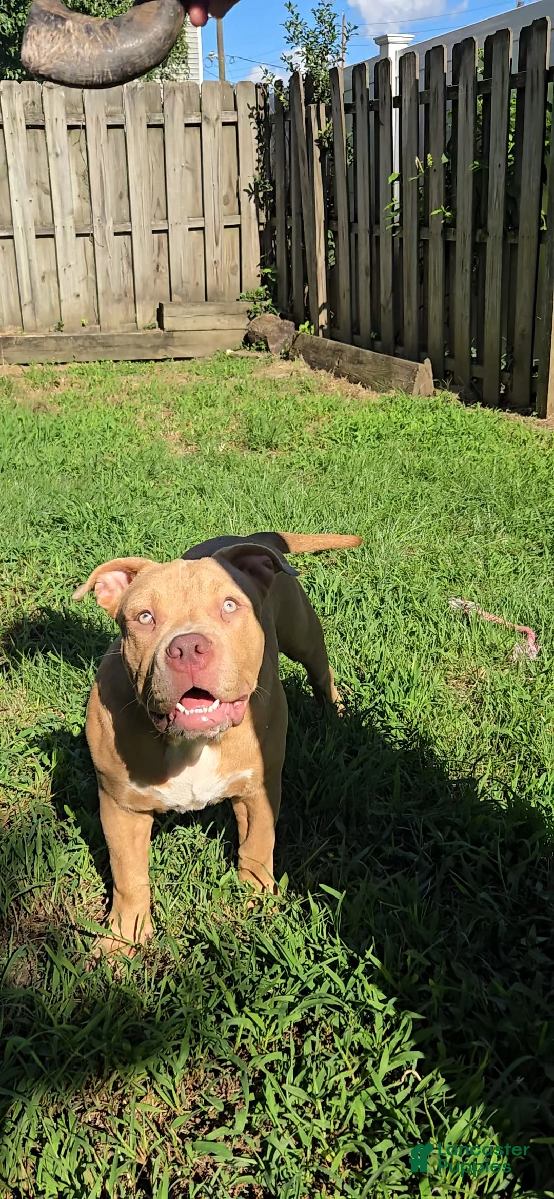 American Bully dogs for sale: Dot - Ad 8