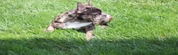 French Bulldog dogs for sale: Daniel - Ad 2