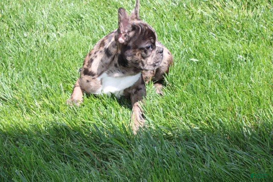 French Bulldog dogs for sale: Daniel - Ad 2
