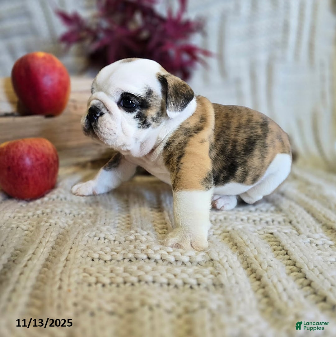 English Bulldog dogs for sale: Timmy - Ad 16