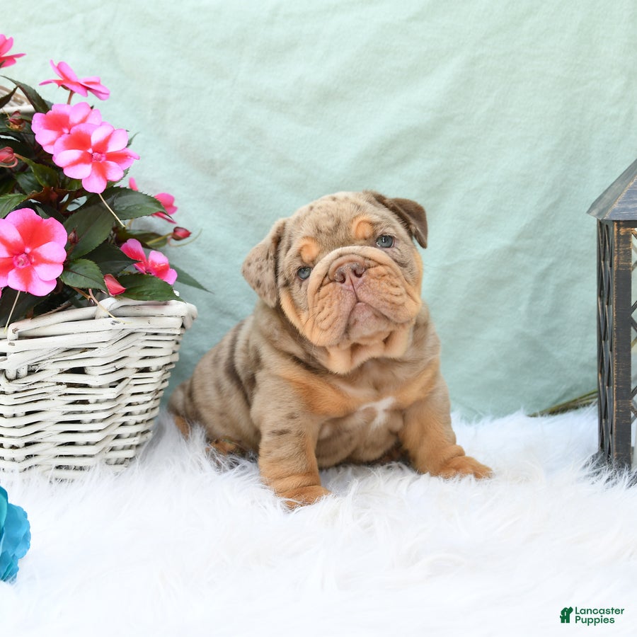 English Bulldog dogs Champ  - Ad 1